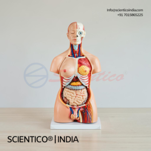 Unisex anatomy torso model
