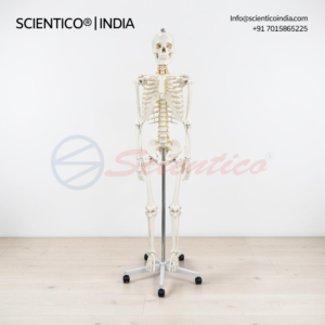 PVC articulated skeleton model