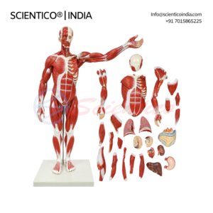 PVC muscular anatomy model